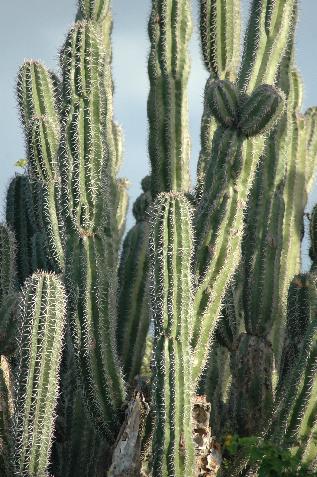 20060122152638   Cactus